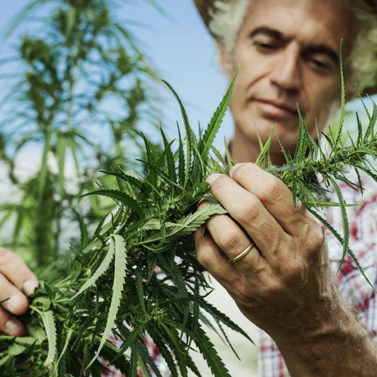 Hemp is helping climate change organic o2 living hemp cbd