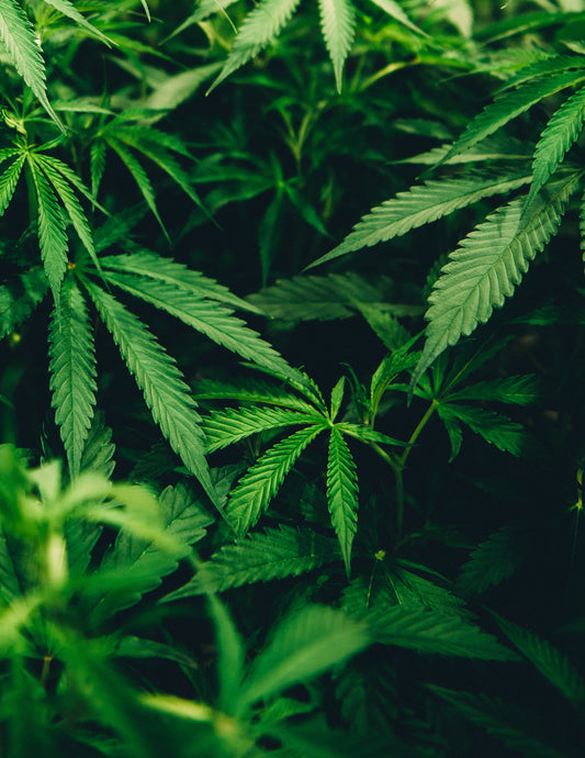 hemp leaf- O2 Living blog makers of organic cold-pressed fruit and vegetable Living Hemp extracts