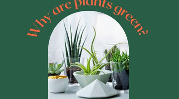 Why are plants green?